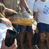 Liberazione tartaruga Caretta Caretta
