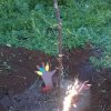 albero_melograno_3