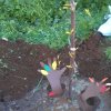 albero_melograno_4