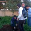albero_melograno_6