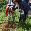 albero_melograno_9