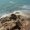 foce_platani_16