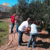 gustareolio_14