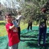 gust_olio_10