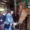 cavallo_amico_5