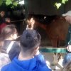 cavallo_amico_6