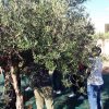 Gustare l&#039;olio insieme è salutare!
