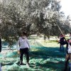 Inaugurazione uliveto Sant&#039;Antonio