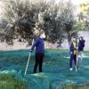 Inaugurazione uliveto Sant&#039;Antonio